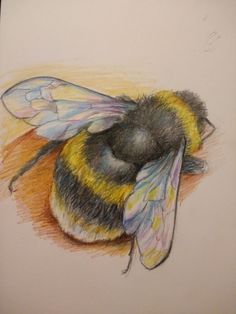 a drawing of a bee on a piece of paper with colored pencils in it