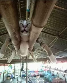 a cat is hanging upside down from the ceiling