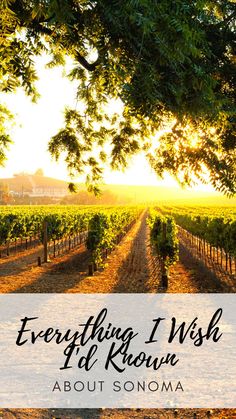 a vineyard with the words everything i wish to know about sonoma