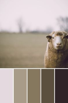 a sheep is standing in the middle of a field with color swatches on it