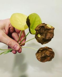 a person is holding some kind of flower