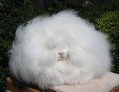 a fluffy white bunny sitting on top of a wooden bench in front of some bushes