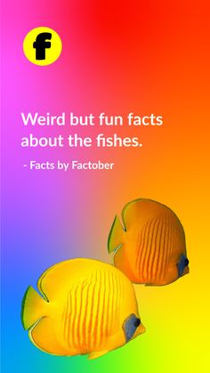 two yellow fish are facing each other with a colorful background behind them that says weird but fun fact about the fishes