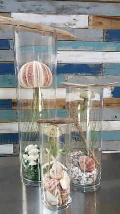 three glass vases with plants and seashells in them