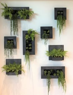 there are many plants that are in the black square planters on the white wall