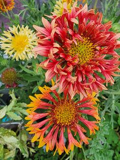 some very pretty colorful flowers in a garden