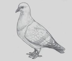 a pencil drawing of a pigeon sitting on the ground