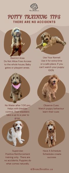 potty training tips - there are no accidents Dog Tricks Easy, Puppy Potty Training Tips, Puppy Checklist, Puppy Room