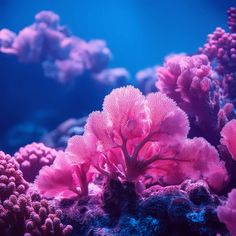 some pink corals are growing on the bottom of an aquarium tank with blue water