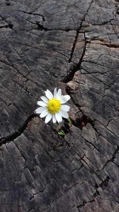 a white flower sitting on top of a piece of wood