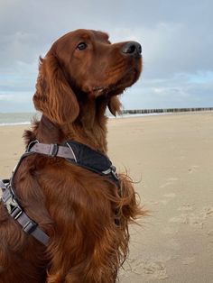 a brown dog sitting on top of a sandy beach