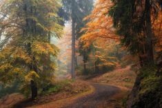 a dirt road in the middle of a forest with lots of trees on both sides