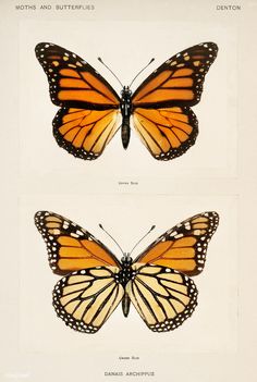 two butterflies, one orange and the other black with white markings on wings are shown in three separate images