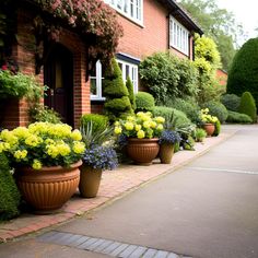 a row of potted plants sitting on the side of a road next to a house