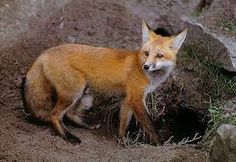 a red fox standing on top of a dirt field