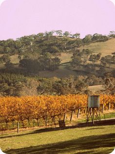 a vineyard with trees and hills in the background