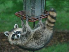 a raccoon is hanging upside down from a bird feeder and reaching up to grab something