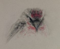 a drawing of a bird with red spots on it's head