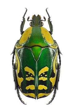 a green and yellow insect on a white background