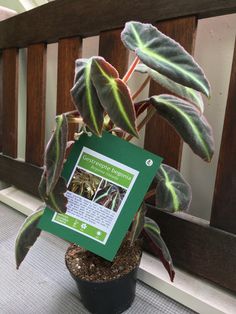 a plant in a pot with a sign attached to it's side on a porch