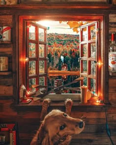 a dog sitting in front of a window looking out at autumn foliage and trees outside