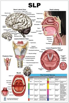 the anatomy of the human head and neck, with labels on each side of it