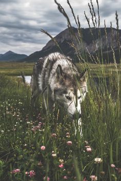 a wolf is walking through tall grass and flowers