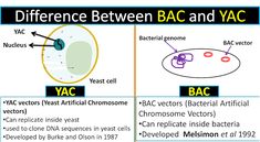 the differences between bac and yac in an animal cell, with different types of cells