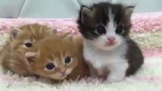 two kittens and one cat laying on a blanket