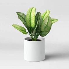 a potted plant with green leaves in it