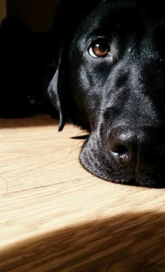 a black dog laying on top of a wooden floor