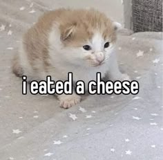 an orange and white kitten with the words i ated a cheese on it