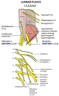 the muscles and their corresponding structures are labeled in this diagram, which shows the location of the lumbar plexus