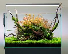 an aquarium filled with plants and rocks