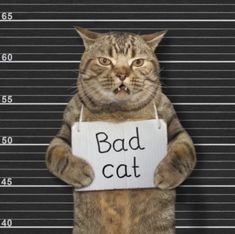 a cat holding a sign that says bad cat on it's chest, in front of a jail cell