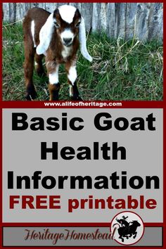 a goat with the words basic goat health information free printable