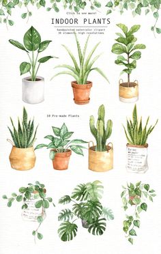 watercolor illustration of indoor plants