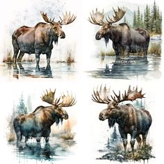 four moose images are shown in watercolor and ink on paper, each with an animal's head