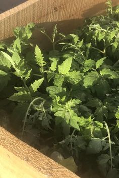 green plants are growing in a wooden box