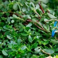 blue scissors are stuck in the green leaves