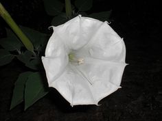 a white flower that is blooming in the dark