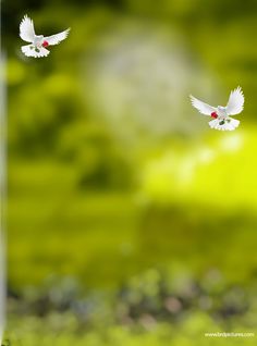 two white birds flying in the air over green grass and trees with sunlight shining on them