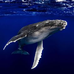 a humpback whale swimming in the ocean