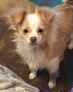 a small brown and white dog standing on top of a carpet