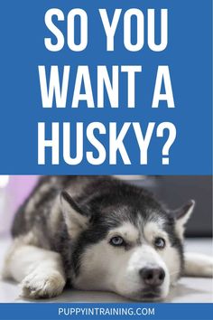 a husky dog laying on the floor with text that says, so you want a husky?