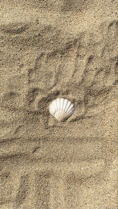 a seashell in the sand with its shell still on it's back end