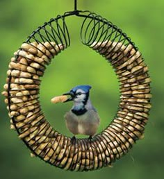 a blue jay is hanging from a bird feeder with the words make a peanut wreath feeder from a slinky