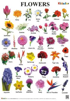 flowers that are very colorful and have the names in english on them, but they're