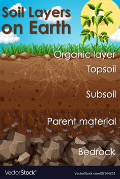 soil layers on earth with plants and rocks