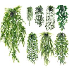 several different types of plants hanging from the ceiling and in front of a white background